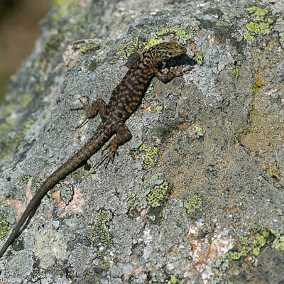 013-2008-06-25-2379-PX