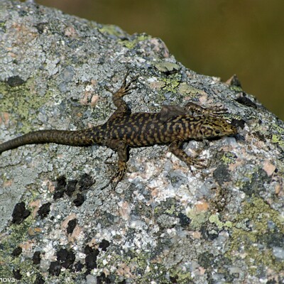 014-2008-06-25-2381-PX