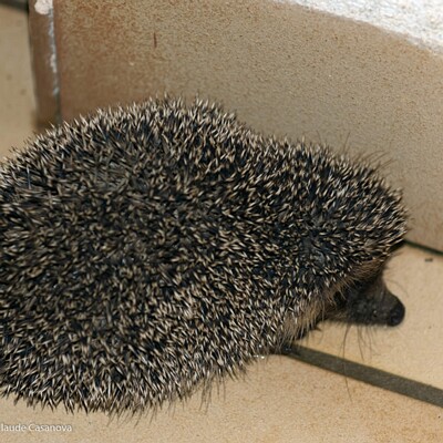 2023-09-21-053-XD-Tiny