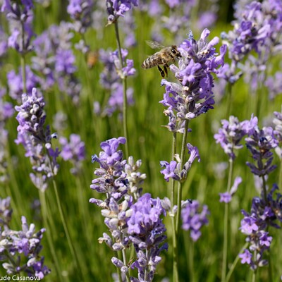 05-27-003-2016-06-17-2172-La-Garde-Adhemar
