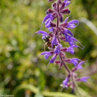 05-451-2016-06-06-0439-Saint-May