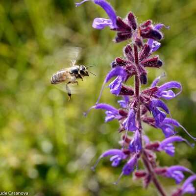 05-452-2016-06-06-0440-Saint-May